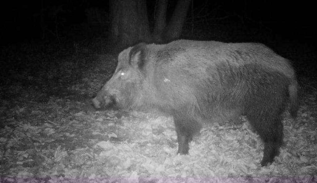 Pressemitteilung zum Umgang mit der Afrikanischen&nbsp;Schweinepest