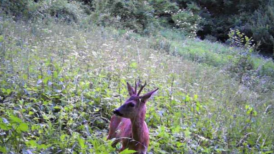 Was ist eigentlich die „Blattzeit“?