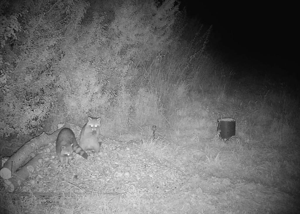 Warum Waschbären zwar niedlich aber problematisch&nbsp;sind