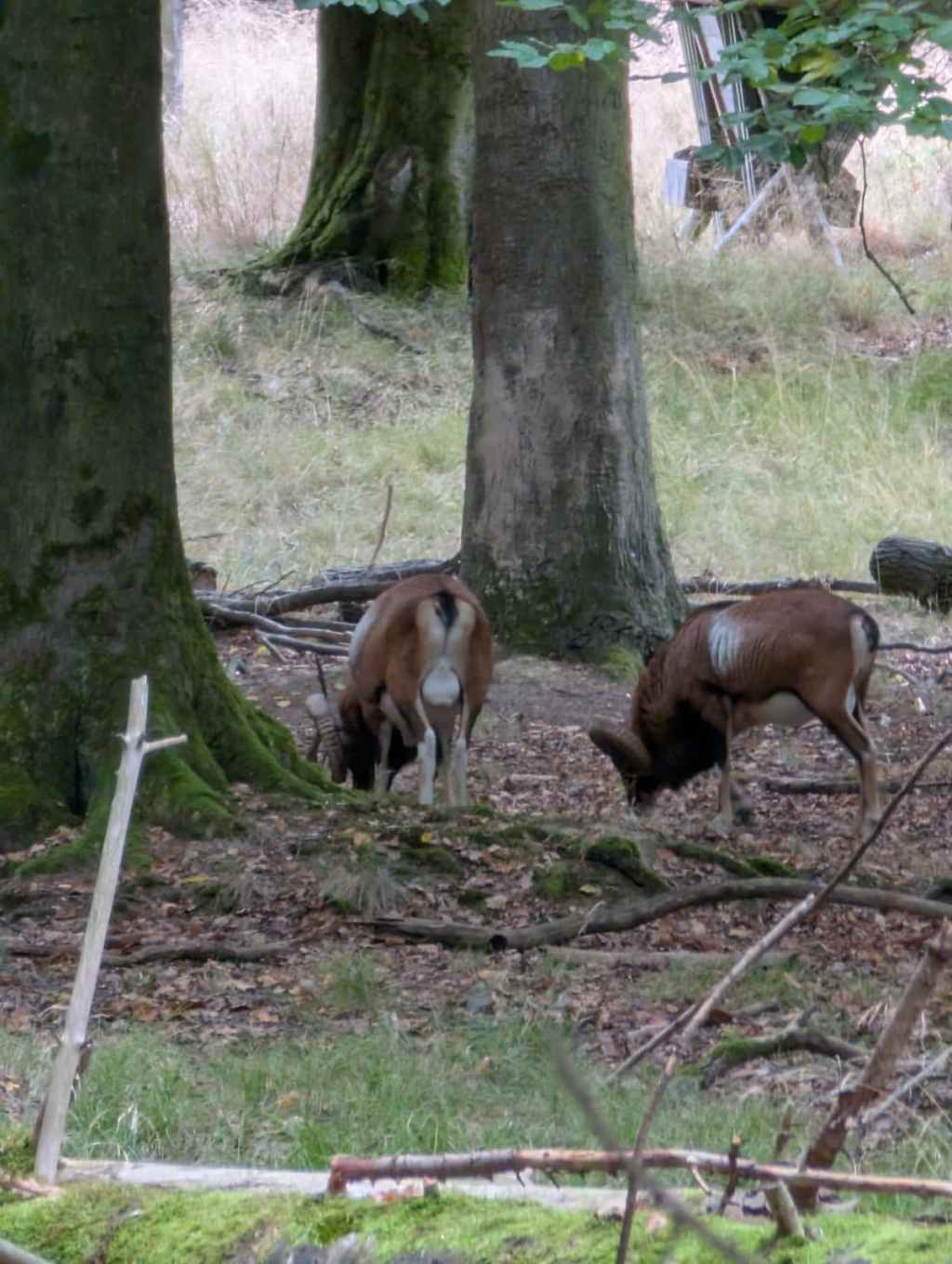 Besuch des Wildwaldes Vosswinkel mit dem Jungjägerkurs&nbsp;2025