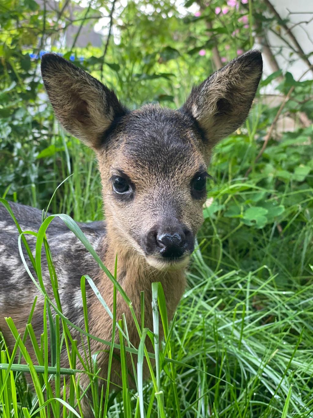 Tierschutz vor Bauordnungsrecht